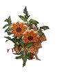 Orange Daisy Bouquet 2 Cookies