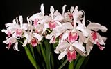 Laelia purpurata var carnea