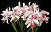 Laelia purpurata var. carnea (Set of Two)