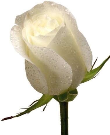 Fresh Flowers - 4 Dozen White Roses - Long Stem (Wholesale Pack of 50 Stems)