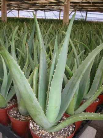 aloe vera plant