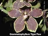 Grammatophyllum Tiger's Paw