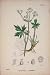 Wood Sanicle Flower Plant Colour Old Print Fine Art