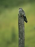 Raptor Perched on an Old Wooden Fence Post Photographic Poster Print, 18x24