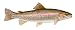 Rainbow Trout Fish and Fishing Vinyl Decal Bumper Sticker 4"x7"