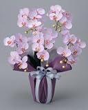 ���G�}�A�[�g�t�����[�@�R�`���E�������x���_�[�`�P�Q�O�R�|�P�O�O�@
