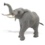Safari Wildlife Wonders African Elephant