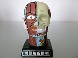 解剖模型バンク＿頭部の画像