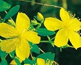 Amazon / Hirts: Perennials; Sun: St. Johns Wort Perennial 25 Plants-Hypericum calycinum