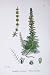 Botany Plants C1902 Whorled Water Milfoil Myriophyllum
