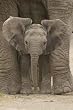 (24x36) Big Ears (Baby Elephant) Art Poster Print