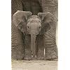 Big Ears (Baby Elephant) Art Poster Print - 24x36 Poster Print, 24x36