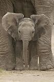 (24x36) Big Ears (Baby Elephant) Art Poster Print