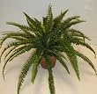 Potted Fern Bush