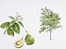 Avocado (Persea Americana) Plant with Flower, Leaf and Fruit, Illustration Photographic Poster Print, 24x32