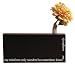 My Mind Wanders Quote Flower Black Bud Vase