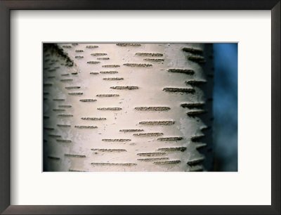 White Birch Bark