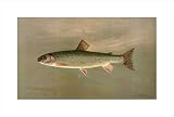 The American Brook Trout, 1898 by William C. Harris,20 in. x 13.4 in.