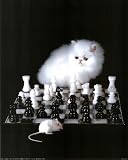 It's A Cat and Mouse Game art Print Framed Poster kitten chess - 16 x 20