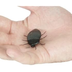 Fake Cockroach