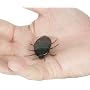 Fake Cockroach
