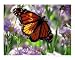 Magical Monarch Moment Animals Photographic Poster Print by Timothy K Hamilton, 10x8