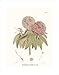 Campeelliae Sheopore Nepal by Joseph Dalton Hooker poster print,17.5 in. x 22.5 in.