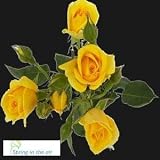 40 Stems of Yellow Spray Roses, Buy 20, Get 20 FREE plus FREE FedEx Shipping