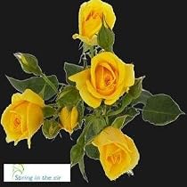 Forty Stems of Yellow Spray Roses, Buy 20, Get 20 FREE.