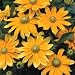 Prairie Sun Black-Eyed Susan Rudbeckia 25 Plants