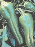 Organic Italian Sweet Relleno Pepper 50 Seeds - B000UHAGNE
