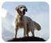 golden_retriever5golden retriever - Golden Retriever Mouse Pad