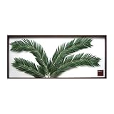 F-style ���[�t�p�l���EElaeis guineensis / �A�u�����V�@570x1375x30mm 4.6Kg