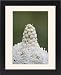 Framed Prints of Bear grass (Indian basket grass) (Xerophyllum tenax), Glacier National Park, from Robert Harding