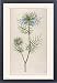 Framed Prints of Plants/nigella Damascena from Mary Evans