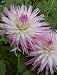 Dahlia Star s Favorite No. 1 100 pack