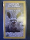 Review   / National Geographic - Foxes of the Kalahari