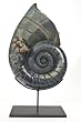 Ammonite