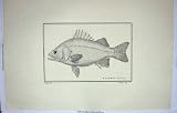 魚の Werner P. Labrax Schmelth C1800 の大活字 LABRAX