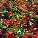 Begonia Wax Red - 10000 Seeds
