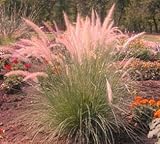 Pink Champagne Ornamental Grass 50 Seeds -RARE
