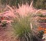 Pink Champagne Ornamental Grass 50 Seeds -RARE