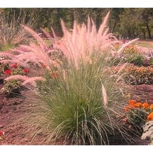 Pink Champagne Ornamental Grass 50 Seeds -RARE