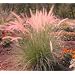 Pink Champagne Ornamental Grass 50 Seeds -RARE