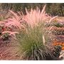Pink Champagne Ornamental Grass 50 Seeds -RARE