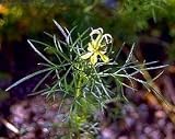 Alien Transformer Flower 100 Seeds-RARE -AMAZING-Annual