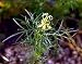 Alien Transformer Flower 100 Seeds