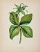 1902 Botanical Print Herb Paris Quadrifolia Flower - Original Print