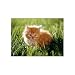 Melissa & Doug ORANGE KITTEN 30 PC JIGSAW PUZZLE Cat