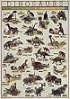 Dinosaur Poster Laminated